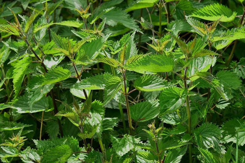 Enchantment Herbs