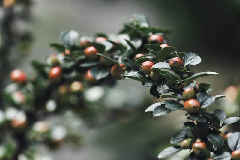 Magical Shrubs