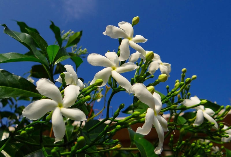 Moonbeam Blossoms