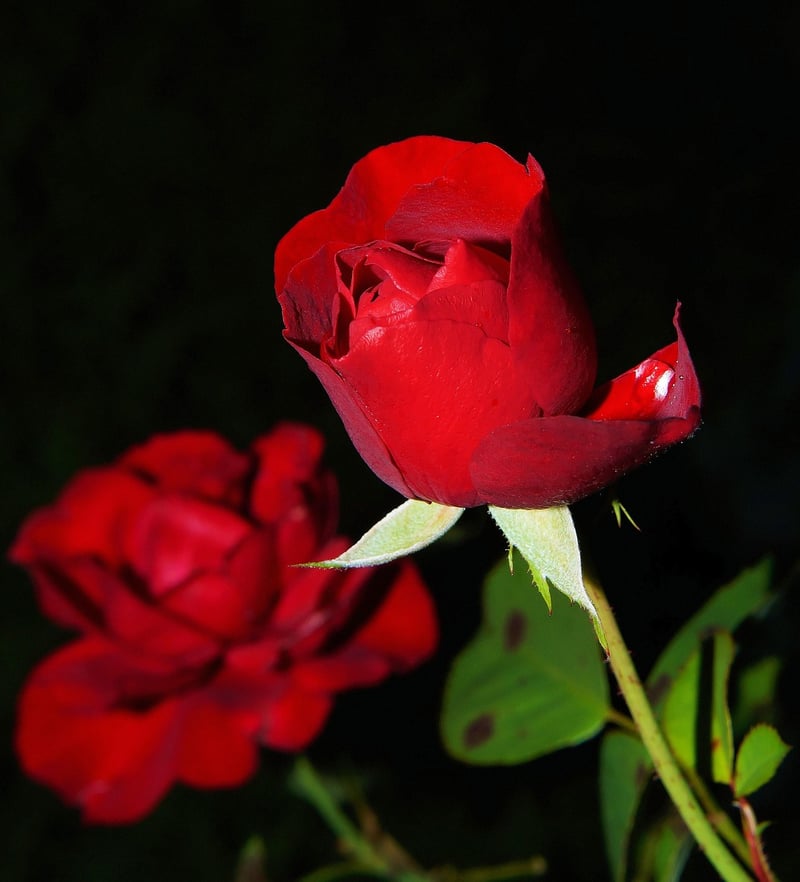 Sunfire Petals