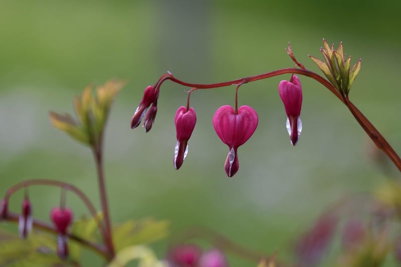 Bleeding Heart Plant