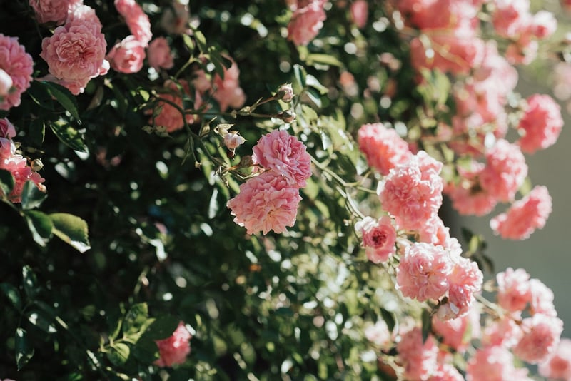 Cosmos Flowers