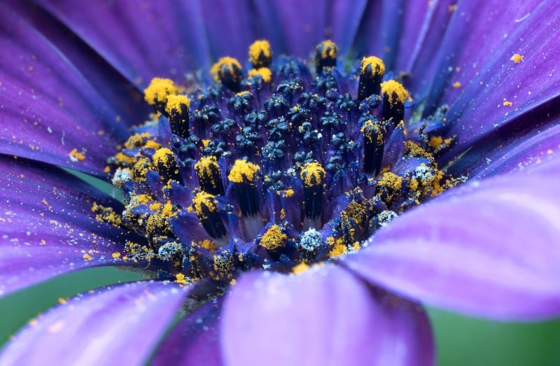 Ethereal Plants