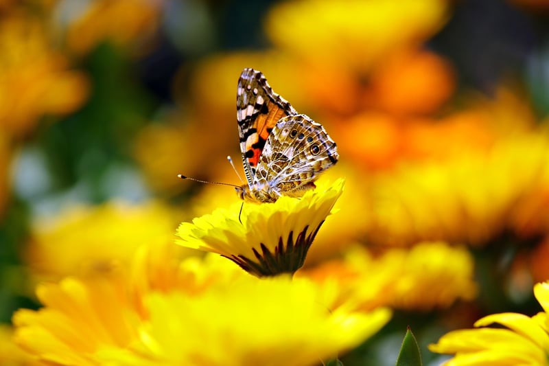 Garden Flowers